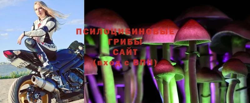 omg вход  Николаевск  Галлюциногенные грибы Psilocybe 